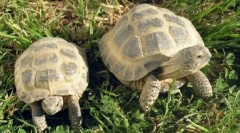 Jak určit podlahu v zemi želvy